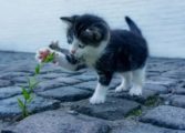 palettblad giftig katt