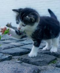 palettblad giftig katt