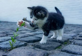 torka blommor