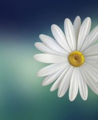 blommor i kruka ute inspiration